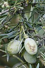 Cephalotaxus fortunei Chinese plum yew