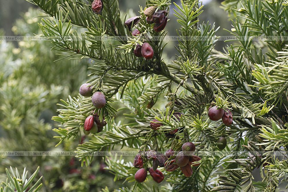 Cephalotaxus harringtonia Japanese plum yew