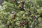 Cephalotaxus harringtonia Japanese plum yew