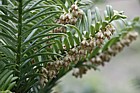 Cephalotaxus harringtonia var nana Japanese plum yew