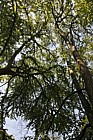 Cercidiphyllum japonicum Katsura