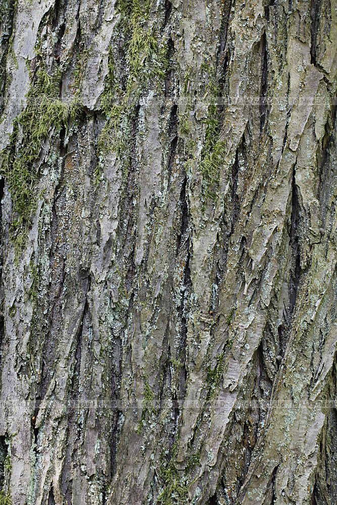 Cercidiphyllum japonicum Katsura
