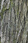 Cercidiphyllum japonicum Katsura