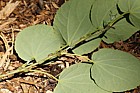 Cercidiphyllum japonicum Katsura