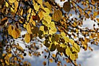 Cercidiphyllum japonicum Katsura Tree