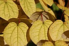 Cercidiphyllum japonicum