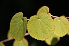 Cercidiphyllum magnificum
