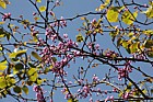 Cercis siliquastrum Judas tree