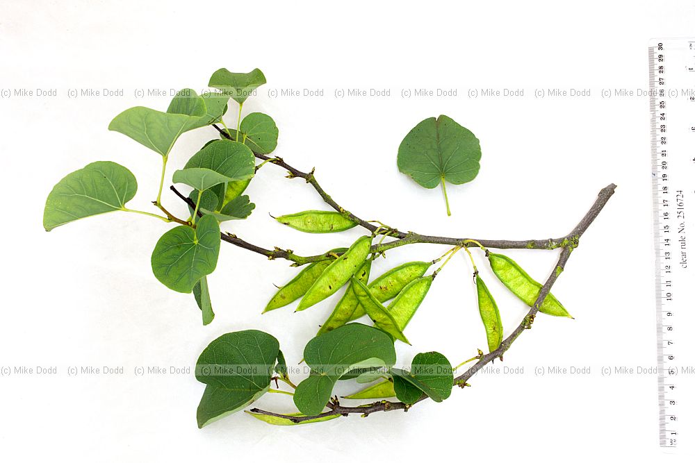 Cercis siliquastrum Judas Tree