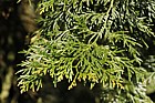 Chamaecyparis formosana Taiwan cypress