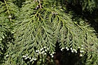 Chamaecyparis lawsoniana Lawson cypress