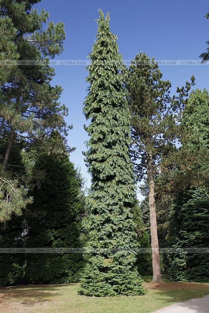Chamaecyparis lawsoniana