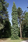 Chamaecyparis lawsoniana