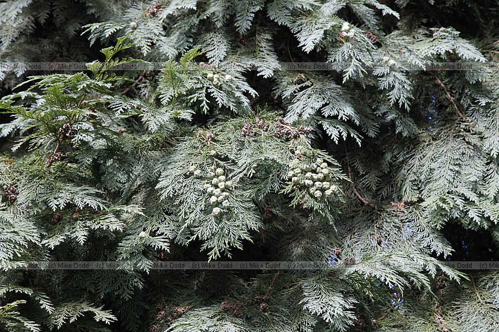 Chamaecyparis lawsoniana