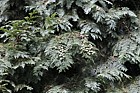 Chamaecyparis lawsoniana