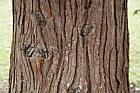 Chamaecyparis lawsoniana