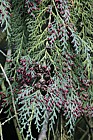 Chamaecyparis lawsoniana Lawsons Cypress