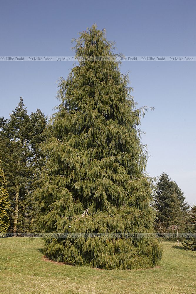 Chamaecyparis lawsoniana 'Imbricata pendula'