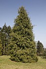 Chamaecyparis lawsoniana 'Imbricata pendula'