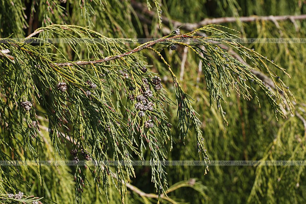 Chamaecyparis lawsoniana 'Imbricata pendula'