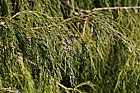 Chamaecyparis lawsoniana 'Imbricata pendula'