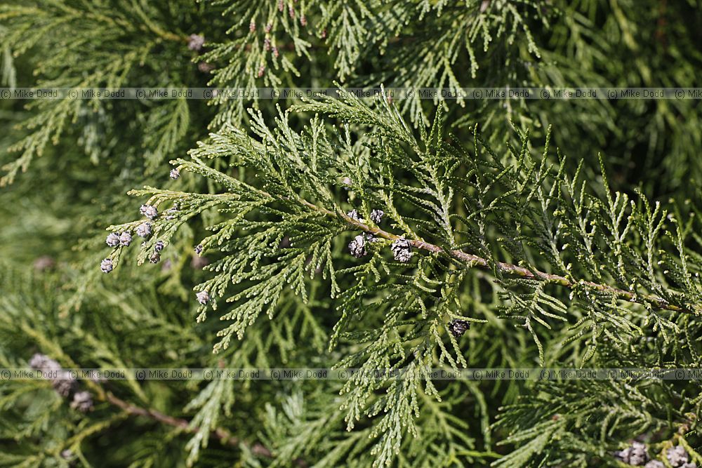 Chamaecyparis lawsoniana 'Grisette'