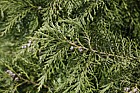 Chamaecyparis lawsoniana 'Grisette'