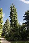 Chamaecyparis lawsoniana 'Intertexta'