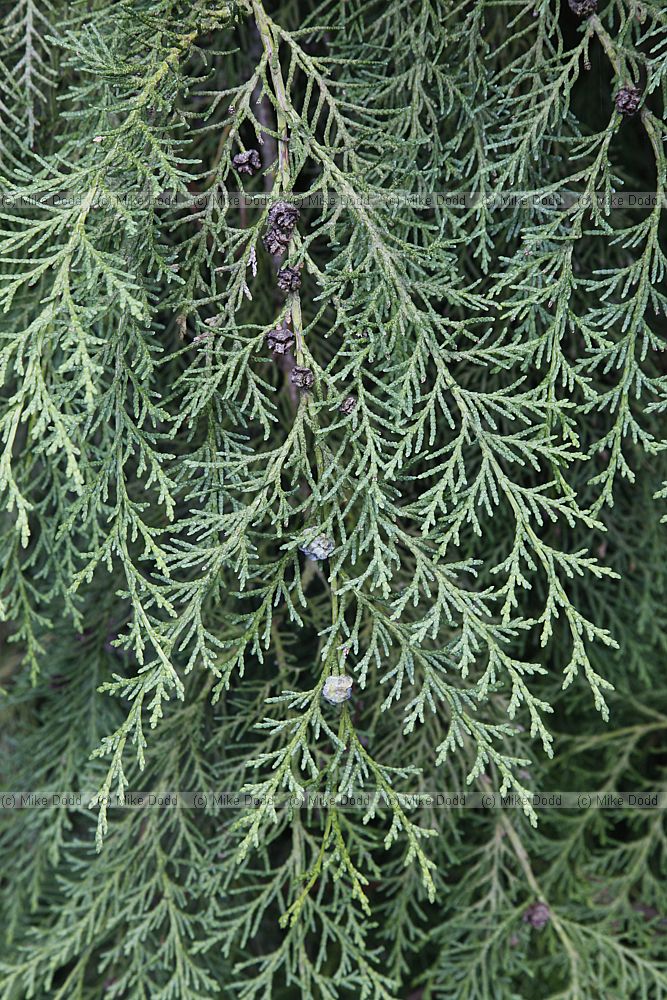 Chamaecyparis lawsoniana 'Intertexta'