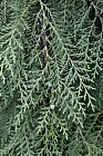 Chamaecyparis lawsoniana 'Intertexta'