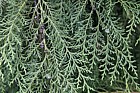 Chamaecyparis lawsoniana 'Intertexta'