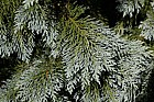 Chamaecyparis lawsoniana 'Pemoury Blue'