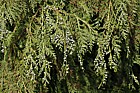 Chamaecyparis lawsoniana var pendula-vera