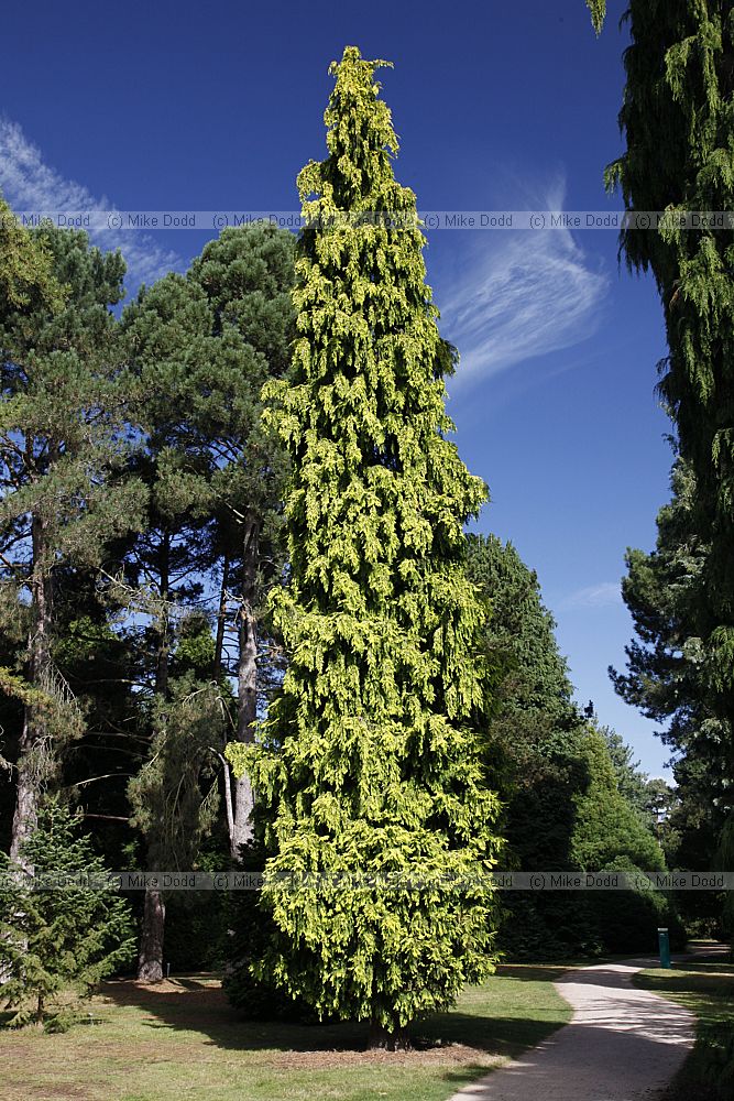 Chamaecyparis lawsoniana 'Yellow'