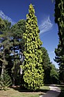 Chamaecyparis lawsoniana 'Yellow'