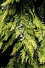 Chamaecyparis lawsoniana 'Yellow'