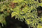 Chamaecyparis obtusa 'Kojolcohiba'