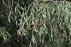 Chamaecyparis pisifera 'Filifera'