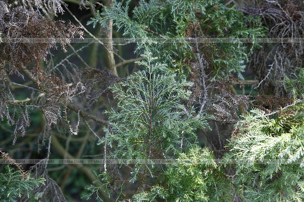 Chamaecyparis pisifera 'Squarrosa'