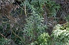 Chamaecyparis pisifera 'Squarrosa'