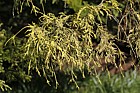 Chamaecyparis pisifera 'Squarrosa lutea'