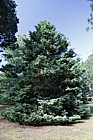 Chamaecyparis pisifera 'Squarrosa Sulphurea'