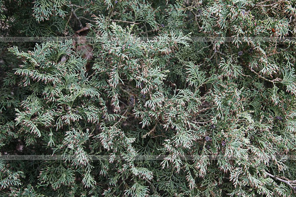 Chamaecyparis thyoides