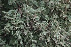 Chamaecyparis thyoides