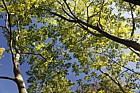 Cladrastis sinensis Chinese yellow-wood