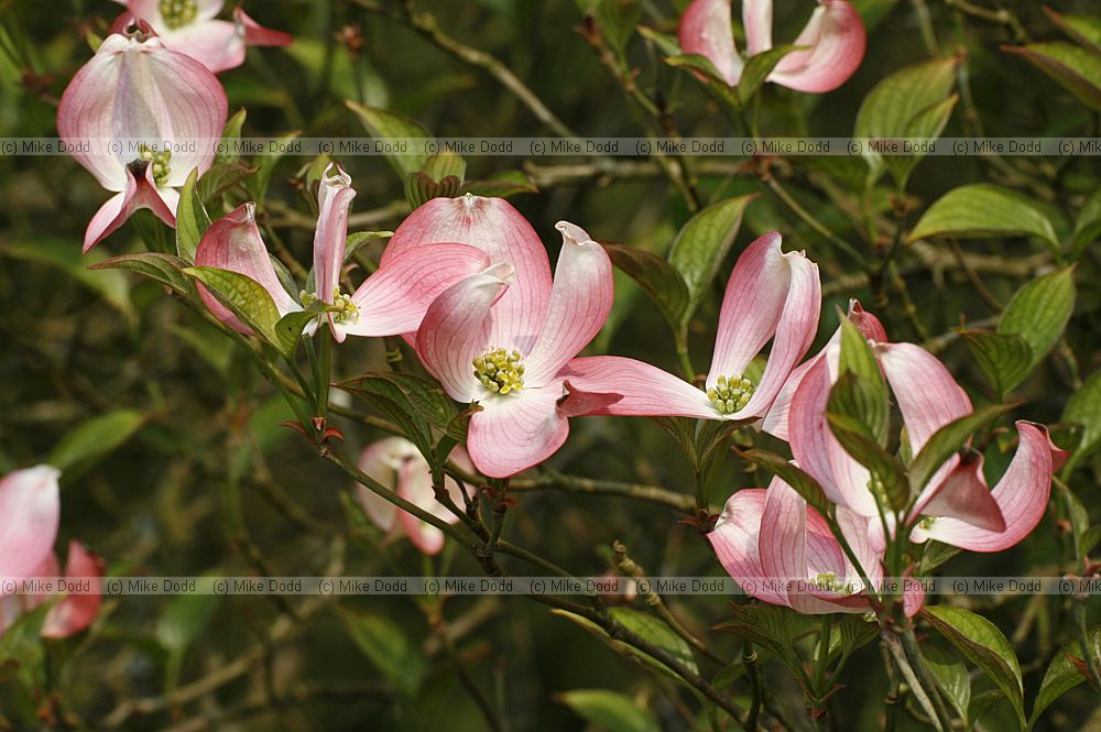 Cornus florida