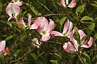 Cornus florida