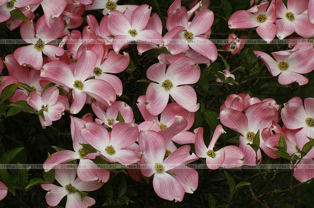 Cornus florida