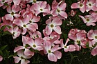 Cornus florida