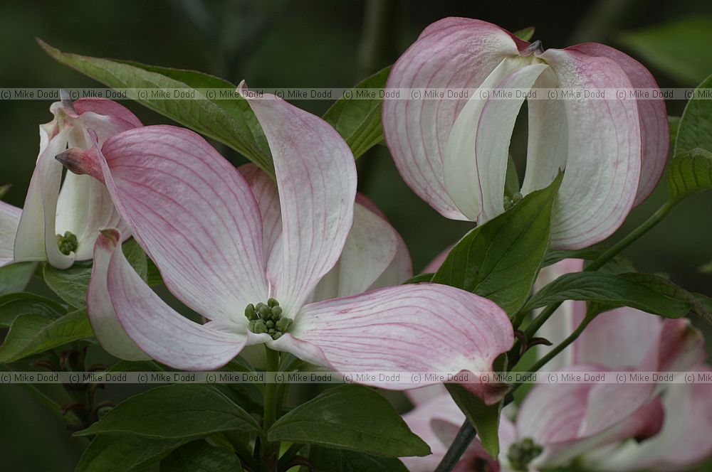 Cornus florida